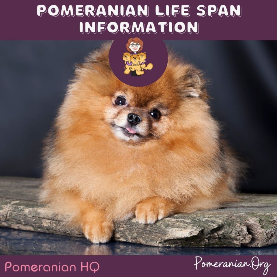 Pomeranian Life Span Information