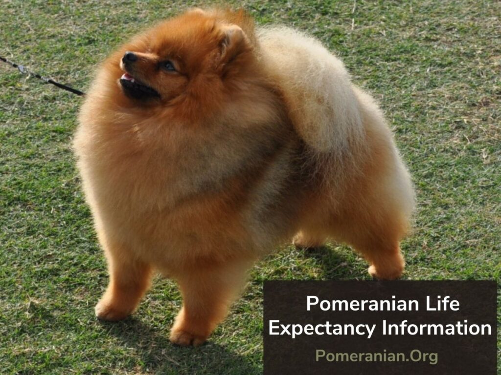 what do pomeranians die from