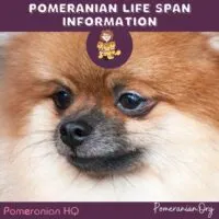 Pomeranian Life Span