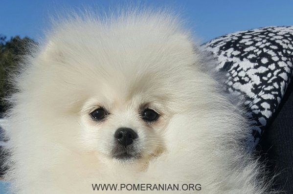 how long do pomeranians live in human years