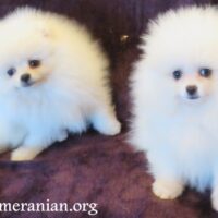 Pomeranian Puppies