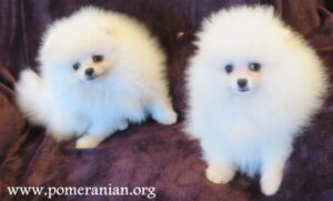 Pomeranian Puppies