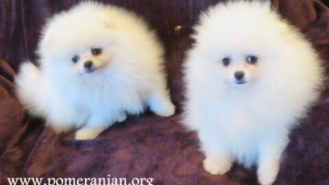Pomeranian Puppy Diarrhea: Causes, Symptoms & When to See a Vet&rdquo;