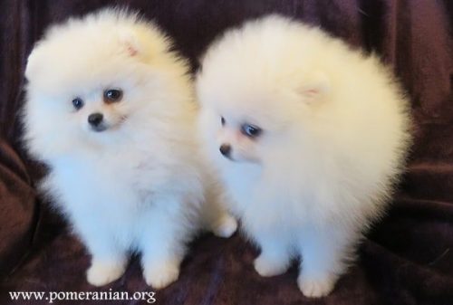 White Pomeranian puppies