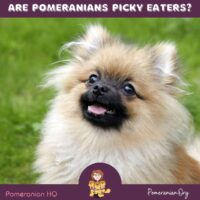 Are Pomeranians Picky Eaters?