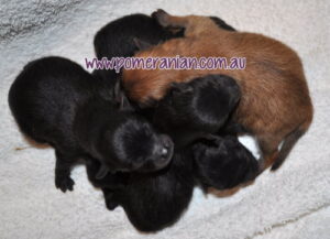 Newborn Pomeranian Pups
