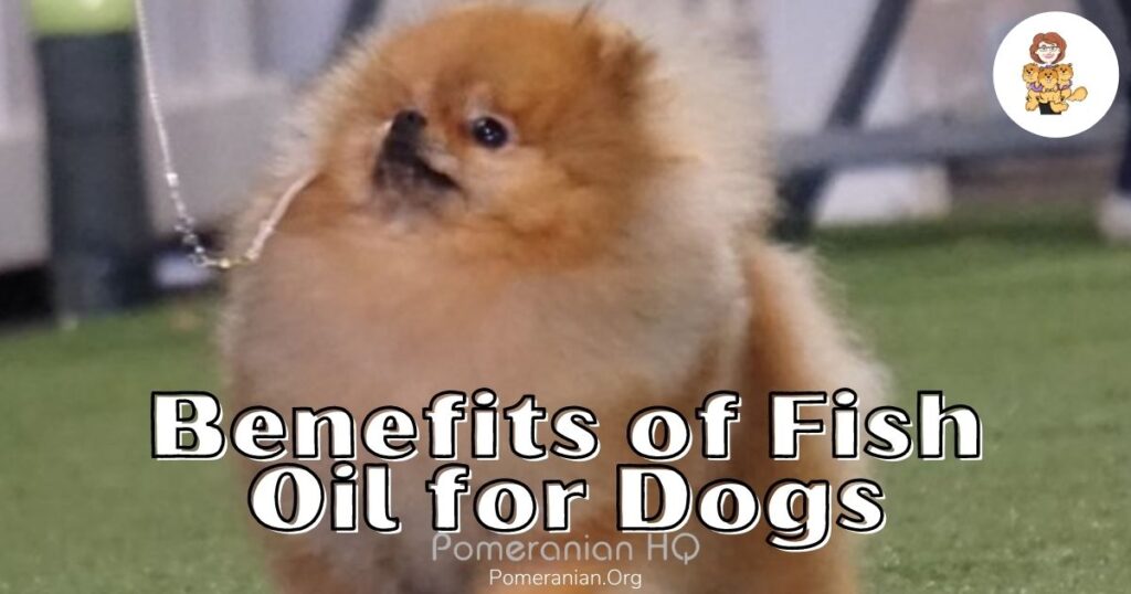 Fish Oil for Dogs