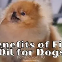 Fish Oil for Dogs