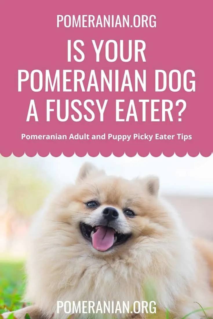 Is Your Pomeranian Dog a Fussy Eater