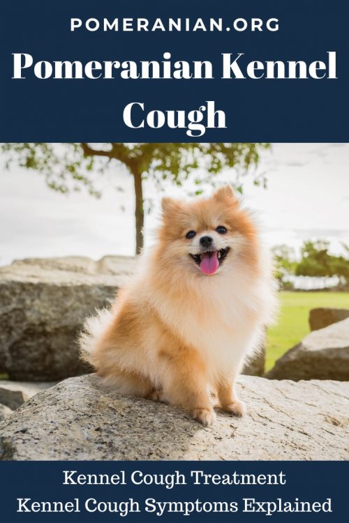 Pomeranian Kennel Cough