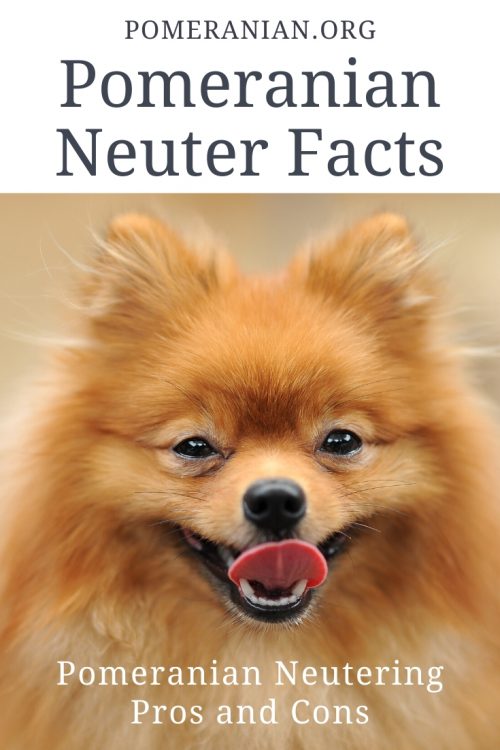 when should you neuter a pomeranian puppy