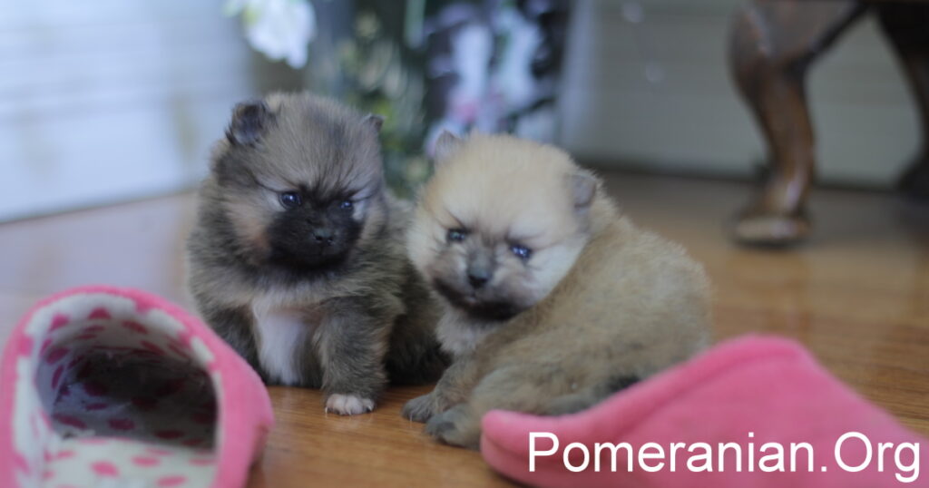 Pomeranian Puppies