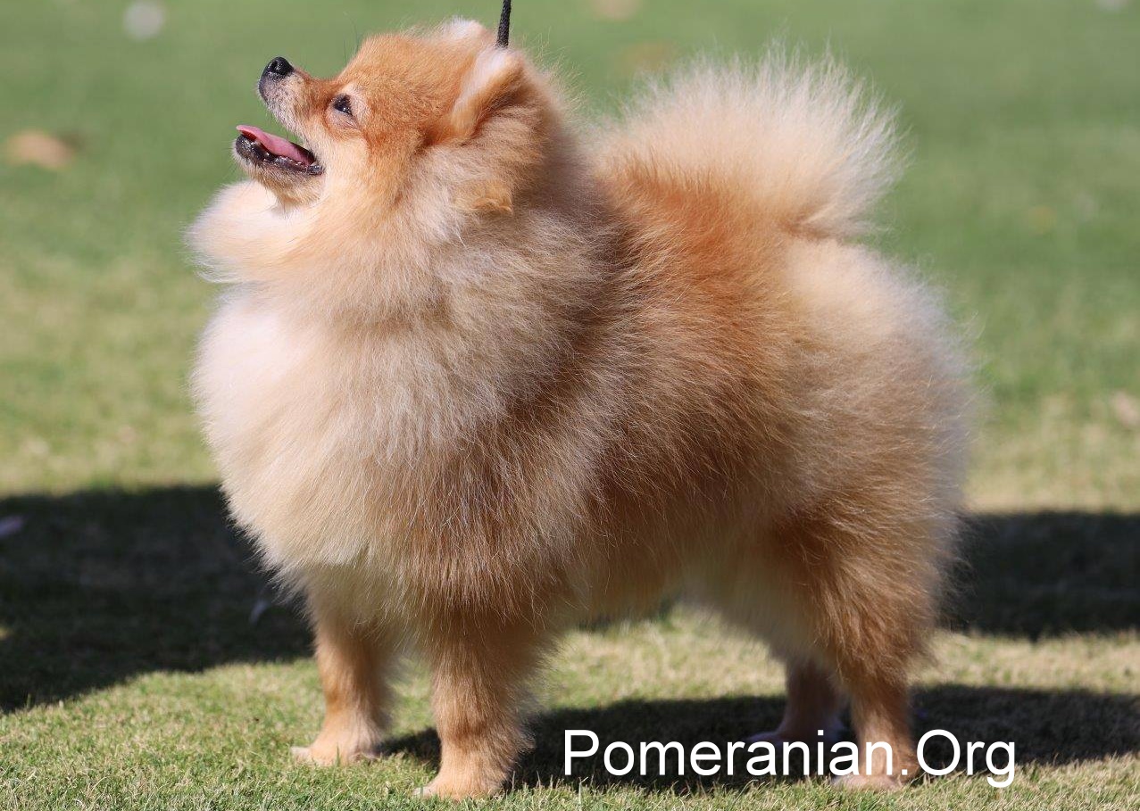 Pomeranian house clearance training