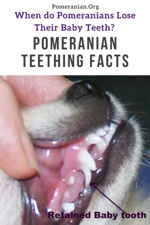Pomeranian Teething Age Issues