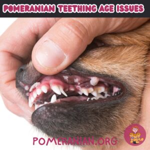 Pomeranian Teething Age Issues
