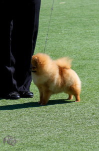 7 Month Old Pomeranian Puppy