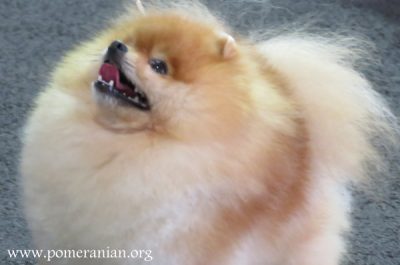 Pomeranian Dog