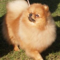 pomeranian