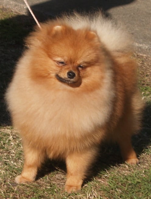 Pomeranian dog