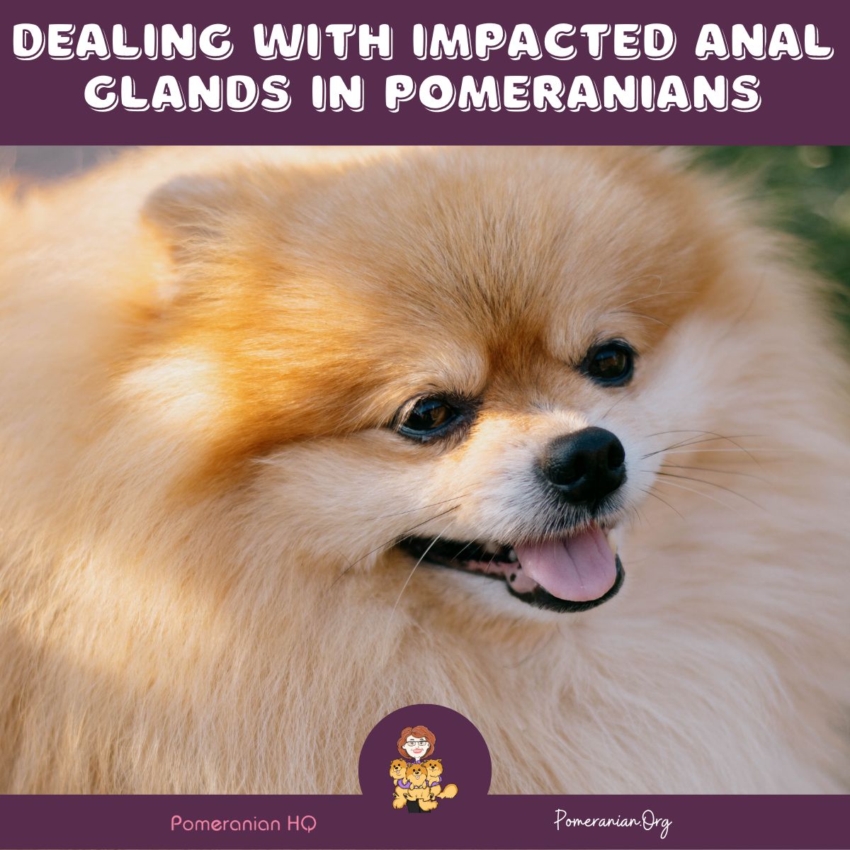 Pomeranian anal glands