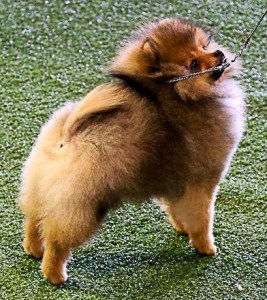 3 Month Old Pomeranian