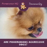 Are Pomeranians Aggressive