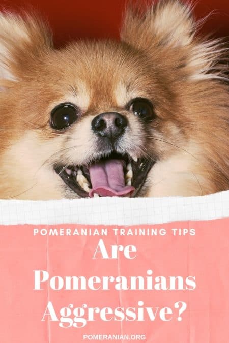 Are Pomeranians Aggressive Dogs