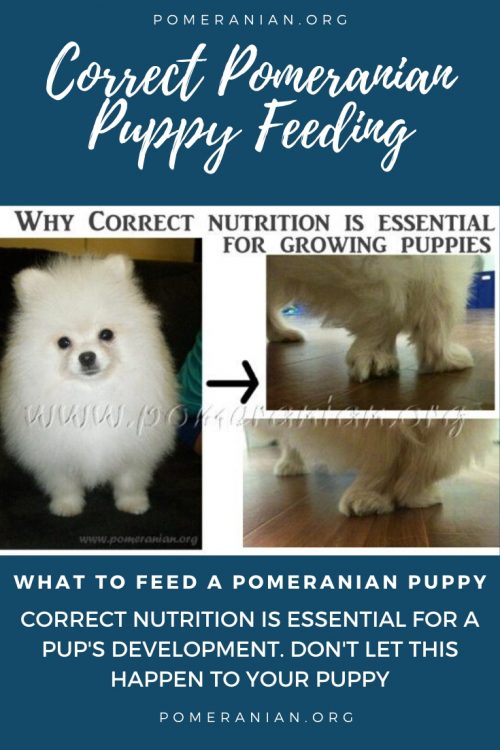 best vitamins for pomeranian