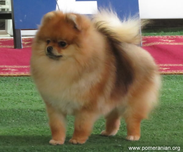 Pomeranian hot sale first heat