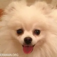 Female Pomeranian