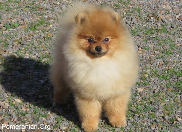 why does my pomeranian growl at me