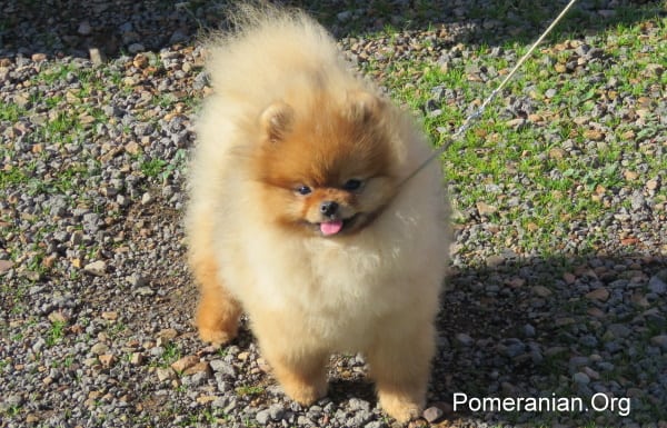 Pomeranian Dog