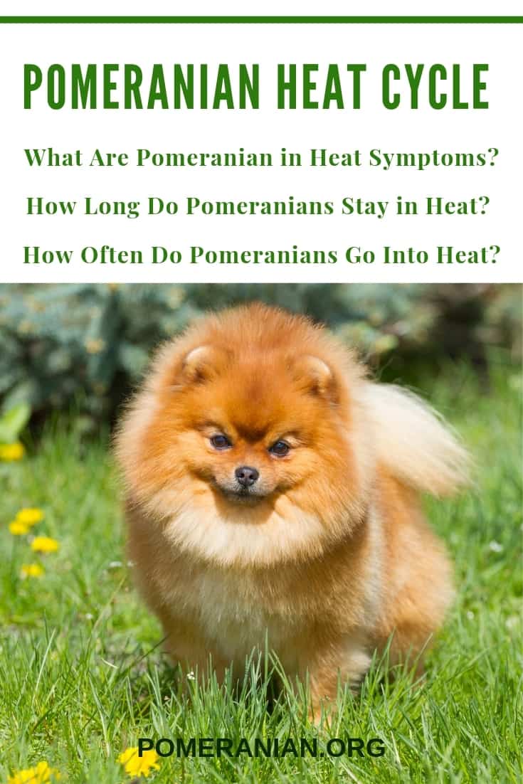 Pomeranian Heat Cycle