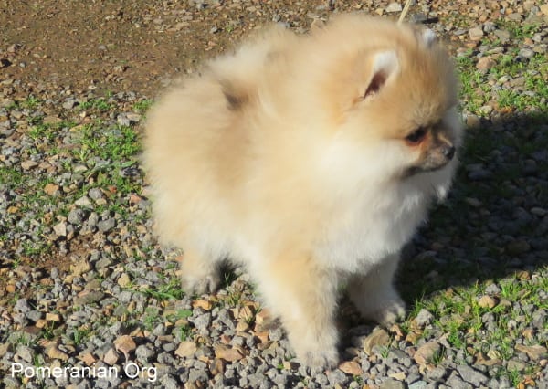 Picture of Pomeranian Puppy