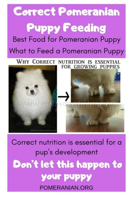 Pomeranian Puppy Diet Chart