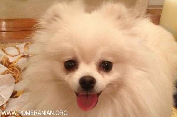 when should you neuter a pomeranian puppy