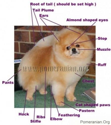 Pomeranian Dog Breed Information