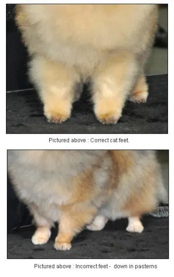 Pomeranian Paws