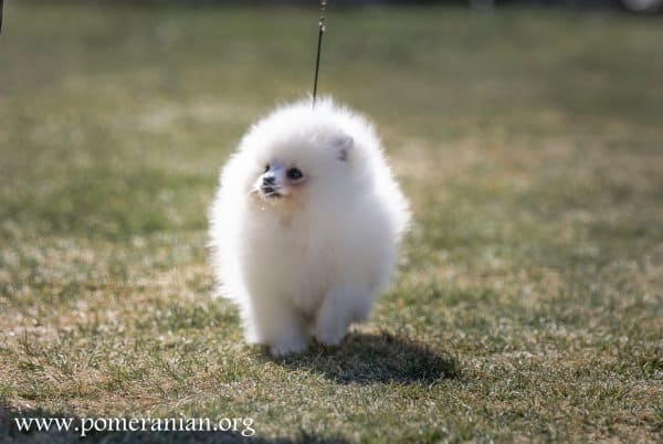 White Pomeranian Puppy