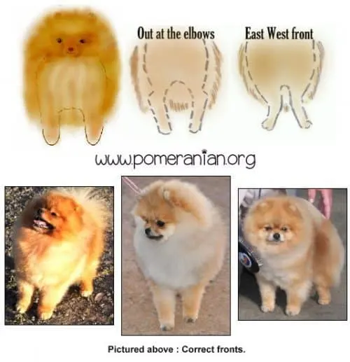 Illustrating correct and incorrect front construction in the Pomeranian