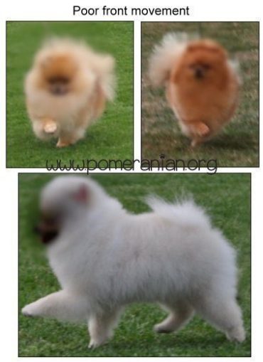 Pomeranian Incorrect Front Movement