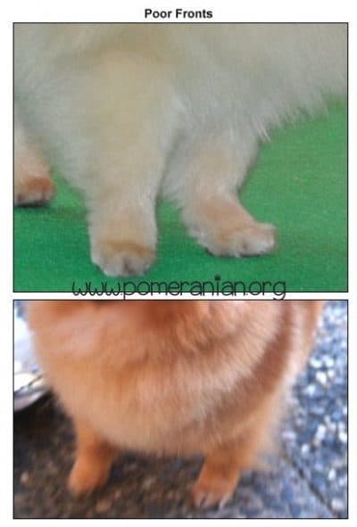 Pomeranian Incorrect Fronts