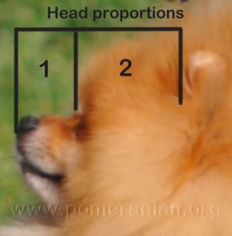 Pomeranian Head
