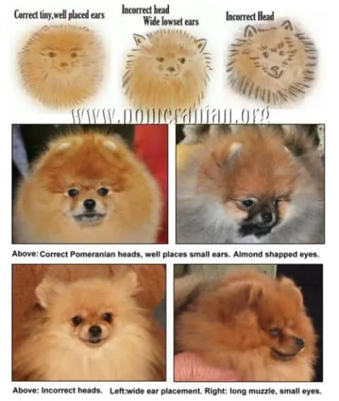 Pomeranian Dog Head Types