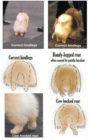 What Does a Pomeranian Look Like? Characteristics and Facts ...