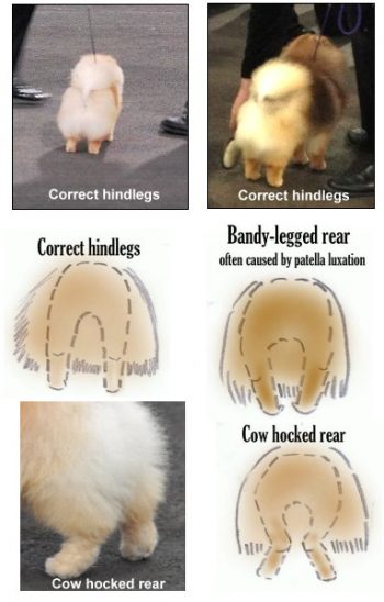 Pomeranian hindquarters or Pomeranian rears