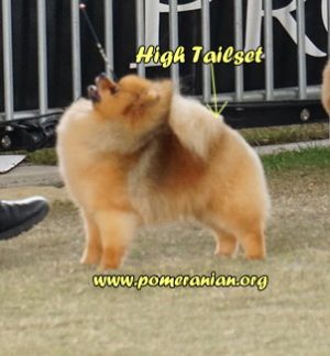 Pomeranian tail