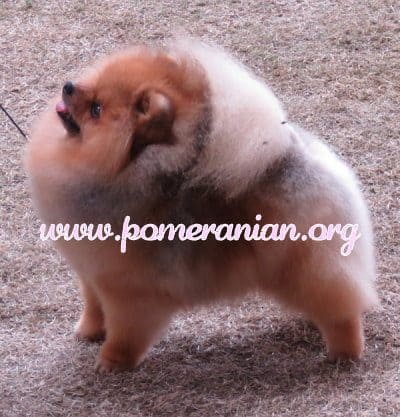 Pomeranian Tail