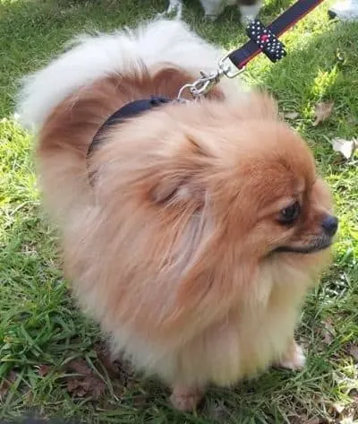 pom pom dog collar