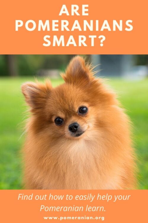 Are Pomeranians smart? How to teach Pomeranians to learn.